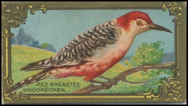 C45 26 Red Breasted Woodpecker.jpg